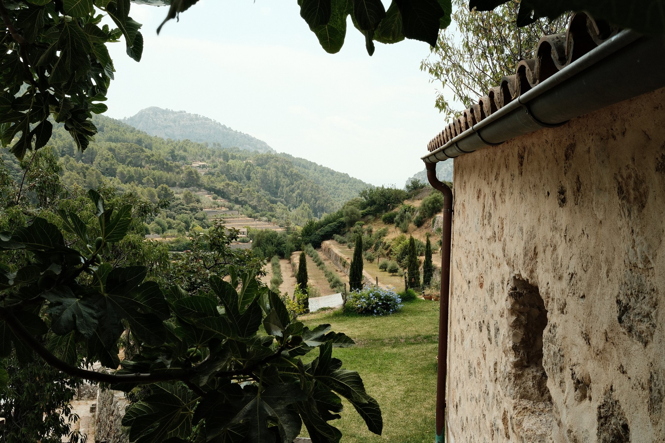 Fig leaves framing a mountain valley